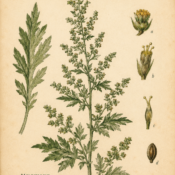 Mugwort and Its Place in Witchcraft