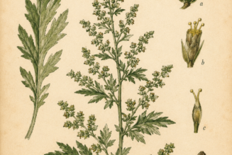 Mugwort and Its Place in Witchcraft