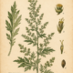 Mugwort and Its Place in Witchcraft