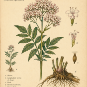 Valerian and Its Place in Witchcraft