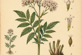 Valerian and Its Place in Witchcraft