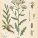 Yarrow and Its Place in Witchcraft