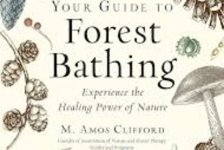 Your Guide to Forest Bathing Experience the Healing Power of Nature