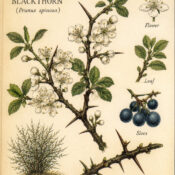 Blackthorn and its place in Witchcraft
