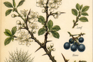 Blackthorn and its place in Witchcraft