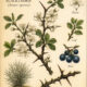 Blackthorn and its place in Witchcraft