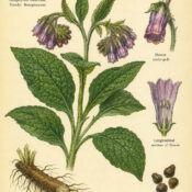 Comfrey and Its Place in Witchcraft