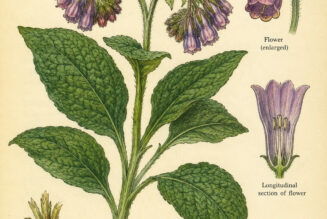 Comfrey and Its Place in Witchcraft