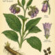 Comfrey and Its Place in Witchcraft
