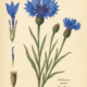 Cornflower and Its Place in Witchcraft