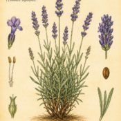 Lavender and Its Place in Witchcraft
