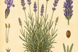 Lavender and Its Place in Witchcraft