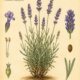 Lavender and Its Place in Witchcraft