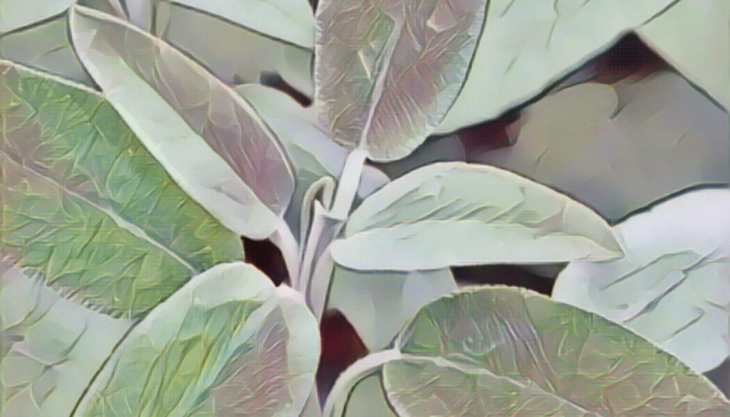 Sage Herb