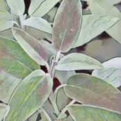 Sage Herb