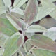 Sage Herb