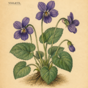 Violets and Their Place in Witchcraft