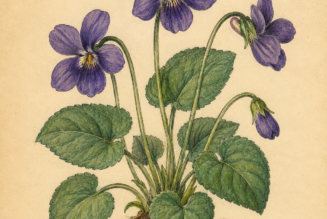 Violets and Their Place in Witchcraft
