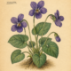 Violets and Their Place in Witchcraft