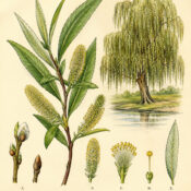 The Willow Plant and Its Place in Witchcraft