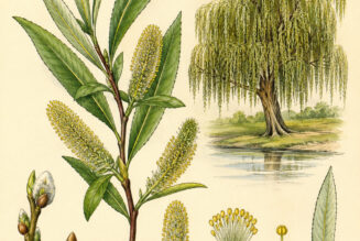 The Willow Plant and Its Place in Witchcraft