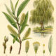 The Willow Plant and Its Place in Witchcraft
