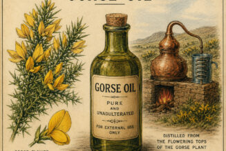 The Purpose of Gorse Oil and Its Place in Paganism & Witchcraft