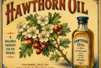 The Purpose of Hawthorn Oil and Its Place in Paganism & Witchcraft