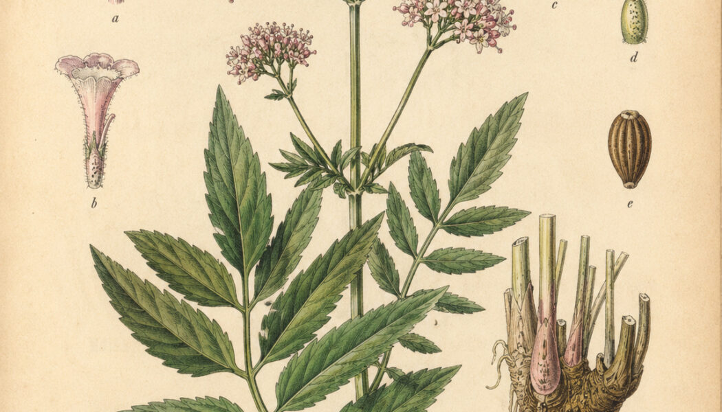 Valerian: A Sacred Herb in Paganism and Witchcraft