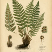 Dryopteris: The Woodland Fern in Paganism and Witchcraft