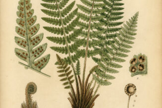 Dryopteris: The Woodland Fern in Paganism and Witchcraft