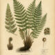 Dryopteris: The Woodland Fern in Paganism and Witchcraft