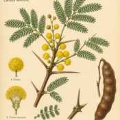 Acacia and Its Place in Witchcraft