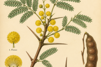 Acacia and Its Place in Witchcraft