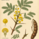 Acacia and Its Place in Witchcraft