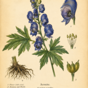 Aconite and Its Place in Witchcraft