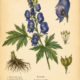 Aconite and Its Place in Witchcraft