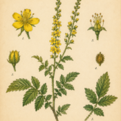 Agrimony and Its Place in Witchcraft