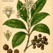 Allspice and Its Place in Witchcraft
