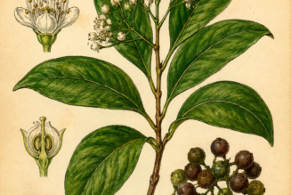 Allspice and Its Place in Witchcraft
