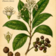 Allspice and Its Place in Witchcraft