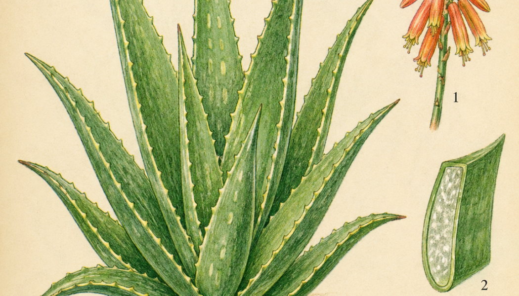 Aloe Vera and Its Place in Witchcraft