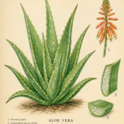 Aloe Vera and Its Place in Witchcraft