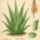 Aloe Vera and Its Place in Witchcraft