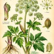 Angelica and Its Place in Witchcraft