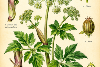 Angelica and Its Place in Witchcraft
