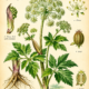 Angelica and Its Place in Witchcraft