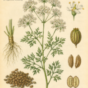 Anise and Its Place in Witchcraft