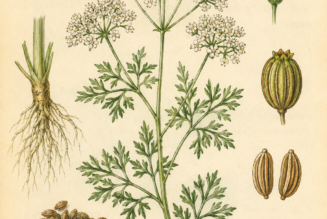 Anise and Its Place in Witchcraft