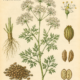 Anise and Its Place in Witchcraft